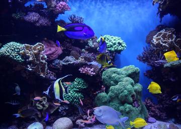 arrecifes-de-coral-del-caribe-estan-asfixiando-a-sus-especies-por-la-falta-de-oxigeno