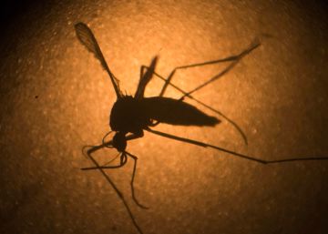 un-nuevo-brote-del-virus-zika-es-posible-advierten-cientificos-estadounidenses