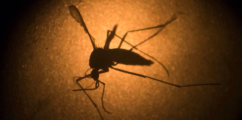 un-nuevo-brote-del-virus-zika-es-posible-advierten-cientificos-estadounidenses