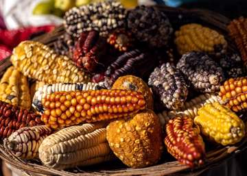 celebremos-el-maiz-nativo-patrimonio-alimentario-y-cultural-de-mexico