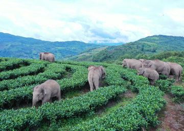 los-elefantes-errantes-que-viajaban-por-el-suroeste-de-china-parece-que-regresan-despues-de-mas-de-un-ano-de-abandonar-su-reserva-natural