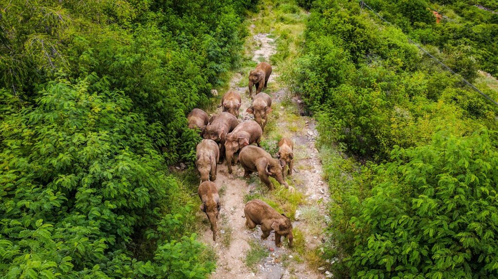 Los-elefantes-errantes-de-China-1024x575